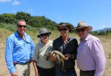 Council program protects endangered Mary River Turtle