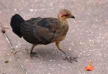 Chicks galore at Main Beach