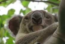 Koala dies from dog bite in Tewantin