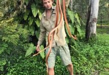 Snakes galore during summer