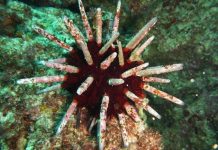 Study finds heatwaves cause damage to marine life