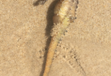 Seahorse rescued from Sunshine Beach