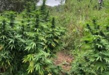 Drug haul seized in police operation