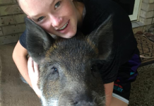 Pet pig Delilah shot dead by Council