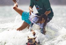 Dog surfers draw the crowds