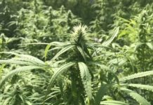 Legal cutback eases cannabis access