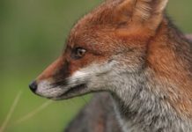 Native wildlife species under threat from the fox