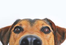 Chocolate and dogs don’t mix