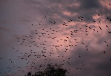 Little Reds fly home