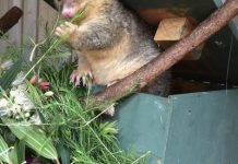 Volunteer for wildlife rescue