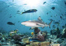 Be inspired at Turn the Tide film tour