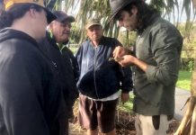 Helping hands for our local Pandanus trees