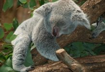 Further protection for Noosa’s koalas secured
