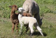 City meets country on farm trail