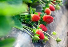 Queenslanders warm to ‘strawesome’ winter strawberries