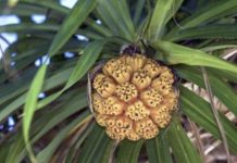 Pandanus weaving workshop at Peregian Beach