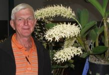 Noosa Orchid Show to be held in Cooroy