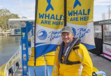 Dipping in the ocean with whales