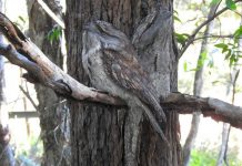 Can you spot the Tawny Frogmouth?