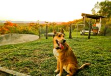 It’s a dog’s life