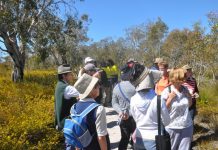 Noosa’s wildflowers on show