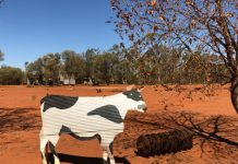 USC research explores importance of modern day ‘bush telegraph’