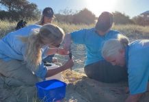 First ever winter nest from endangered Loggerhead turtle