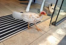 Noosa’s albino bush turkey can’t be returned to the wild