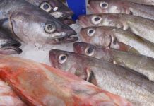 Have your say on fishing laws