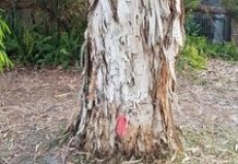 Noosa’s Weeping Paperbark trees get the chop
