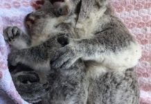 Stop to help injured wildlife