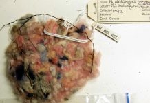 Bird nests give up century-old rubbish secrets