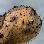 Cucumber_199173_01.jpg