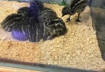 First emu ‘gender reveal’ on the horizon