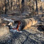 Noosfire_200663_03.jpg