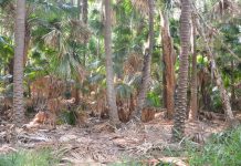 Noosa fuel load concern