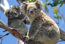 Call for rethink on State koala mapping