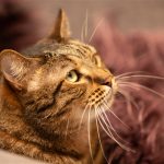 RSPCA_205087_01.JPG