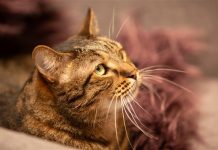 Clear the Shelters, RSPCA’s $29 sale