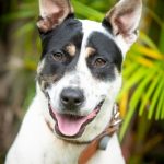 RSPCA_205087_03.JPG