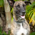 RSPCA_205087_04.JPG