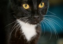 Just two pets remain from the Noosa RSPCA $29 Sale