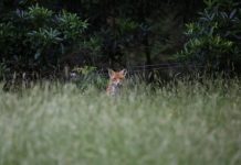 Councils to ‘out-fox’ introduced pest