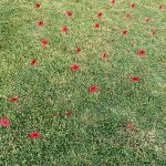 NoosaANZAC_207952_04.jpg