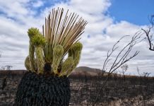 Noosa to benefit from bushfire grants