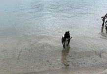 CLOSE CALL: Shark sighting in the Noosa River
