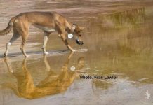 Petition to ban ’cruel’ dingo collars at Fraser Island
