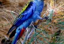 Backyard biodiversity