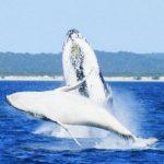 whales_210577_01.jpeg