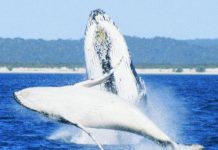 Females rule the whale trail